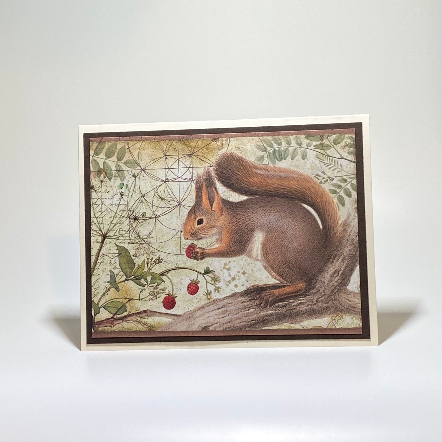 Squirrel
